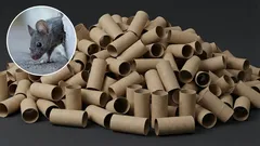 Hoe u muizen in uw huis kunt verwijderen met een toiletborstelhouder: een effectieve zelfgemaakte val