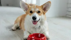 Waarom huisdieren geen rauw vlees mogen eten en nog 10 andere producten van ons bord die niet geschikt zijn voor honden